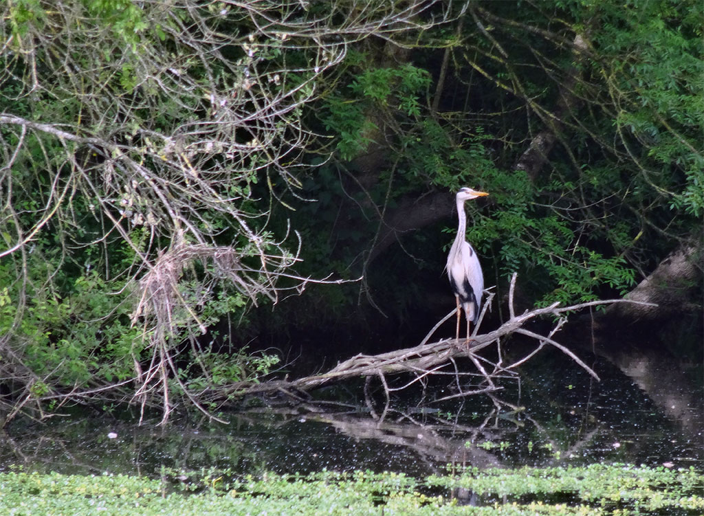 Héron sur le bord du canal
